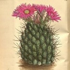 barrel cactus